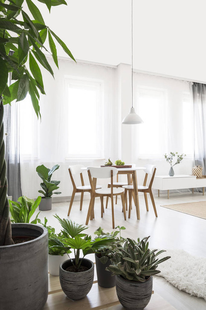 Plantas em interior sala de jantar brilhante com cadeiras brancas à mesa de madeira sob lâmpada. Foto real
 - Foto, Imagem