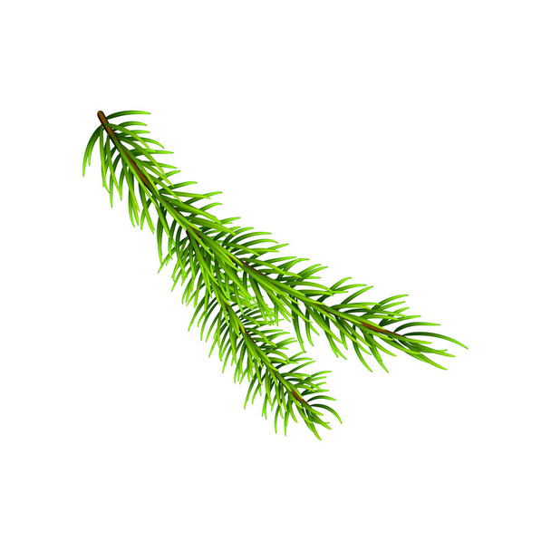 Vector illustration on Christmas tree branch isolated on white. Pine tree / fir branch. Could be used for Christmas, New year and winter decorations. - Vector, Image