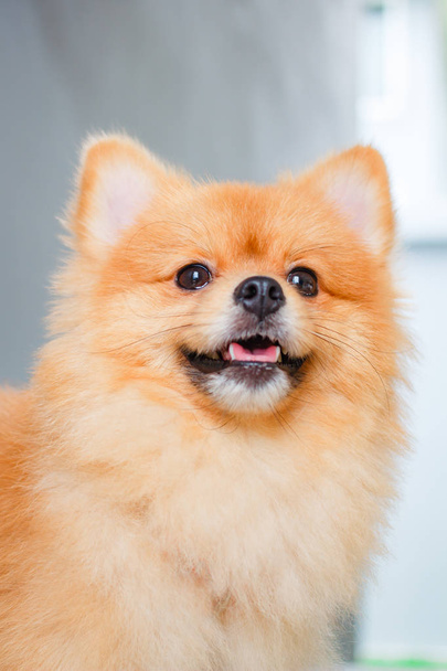 Pomeranian dog smile so cute, beautiful Pomeranian dog. - Fotoğraf, Görsel