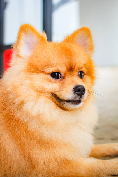 Pomeranian dog smile so cute, beautiful Pomeranian dog. - Fotoğraf, Görsel