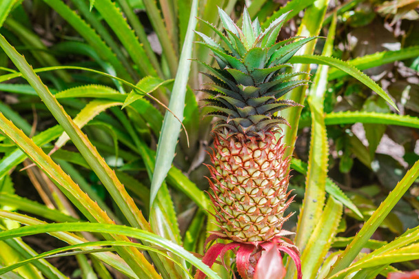 Ovoce ananas (ananas comosus) s pozadím zelenými listy - Fotografie, Obrázek