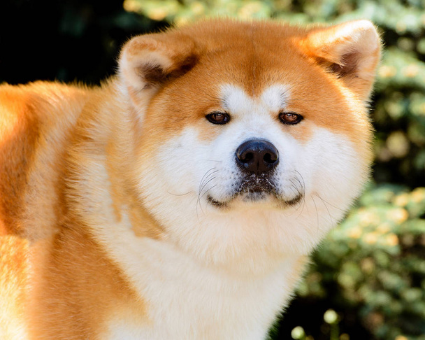 顔全体に日本の秋田犬の肖像画。市内の公園には、日本の秋田犬. - 写真・画像