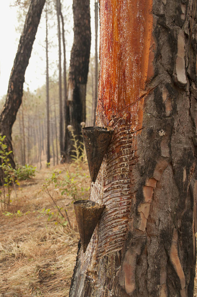 Гумки видобувається з сосни. Алмора, Уттаракханд, Індія - Фото, зображення