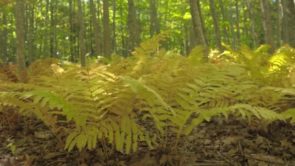 Close Up, Dof, nízký úhel pohledu: Krásné, odbočka žluté kapradí rostliny rostoucí na zarostlé lesní půdě pokryté suché listí. Nízké vegetace pod porostem stromů v úžasném opadavé lesy - Záběry, video