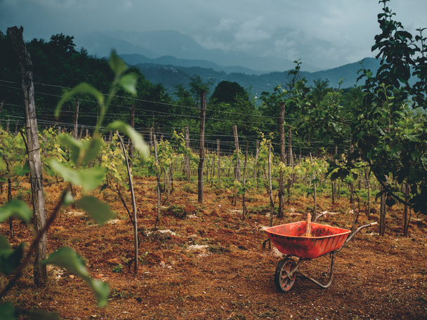 beautiful vineyard, stormy sky and cart on ground in georgia - Фото, изображение