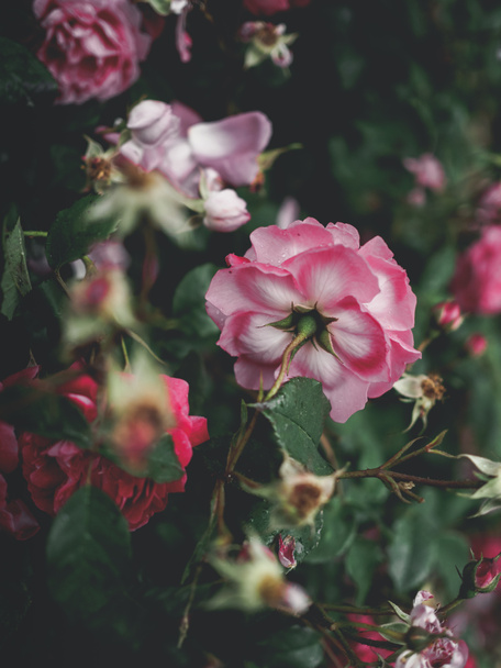 belas rosas rosa e folhas verdes no jardim em georgia
 - Foto, Imagem