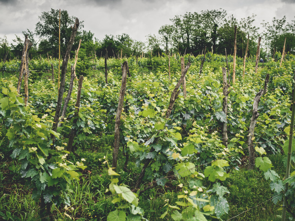 kaunis vihreä viinitarha ja puita Georgiassa
  - Valokuva, kuva