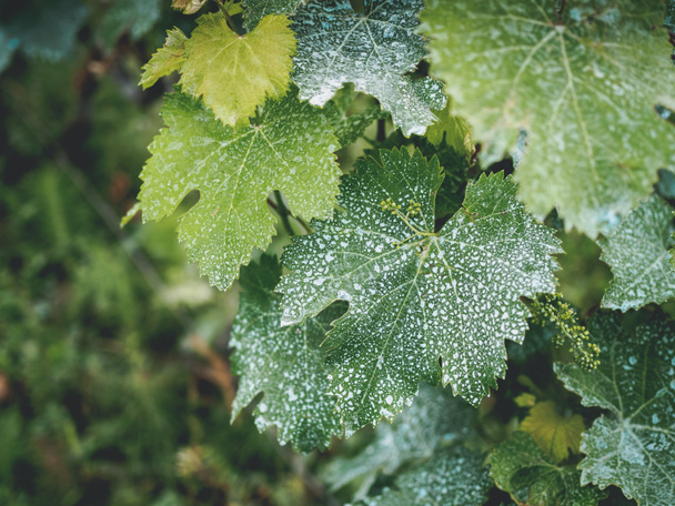 листя лози з білими цятками в винограднику в Грузії
 - Фото, зображення