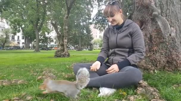 CHIUDI: Intrepidi scoiattoli selvatici che corrono intorno a una giovane donna seduta sull'erba nel parco e prendono i semi dalla sua mano. carino divertente addomesticato scoiattoli in Boston comune parco essere alimentato da femmina
 - Filmati, video