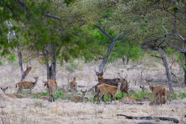 eine Gruppe wilder Hirsche, die sich während eines klaren Tages unter dem Baum in einer Safari ausruhen. - Foto, Bild