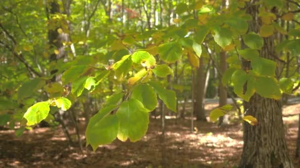 Close Up, Dof: Detail krásné zelené listy na buk strom brunch zežloutne, sušení v sezóně podzim. Listoví pádu listy na větvičku do smíšeného lesa na slunečný den v Maine, Usa - Záběry, video