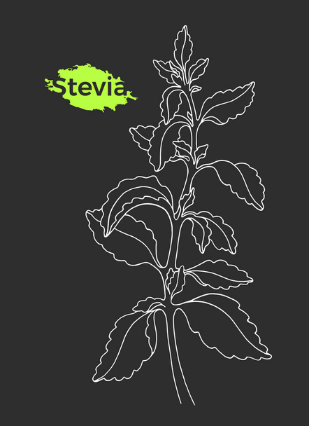 Esquisse d'art de stévia avec branche, feuille. Vecteur sain produit biologique. Plante douce naturelle. Un symbole à base de plantes. Boisson fraîche bio. Illustration graphique réaliste isolée sur fond noir
 - Vecteur, image