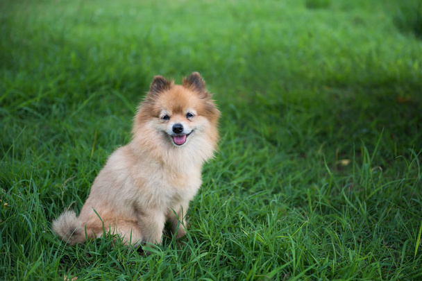 Adorable Brown Pomeranian dog smiling and sitting on greenery grass meadow with copy space for text. Portrait of cute puppy pet in park. - Фото, изображение
