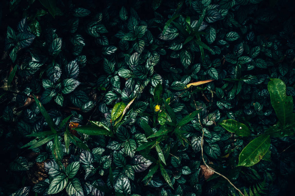 ジャングルの自然, 緑の植物, Honba, ベトナム - 写真・画像