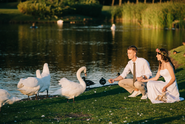 happy young wedding couple feeding swans in park   - Φωτογραφία, εικόνα