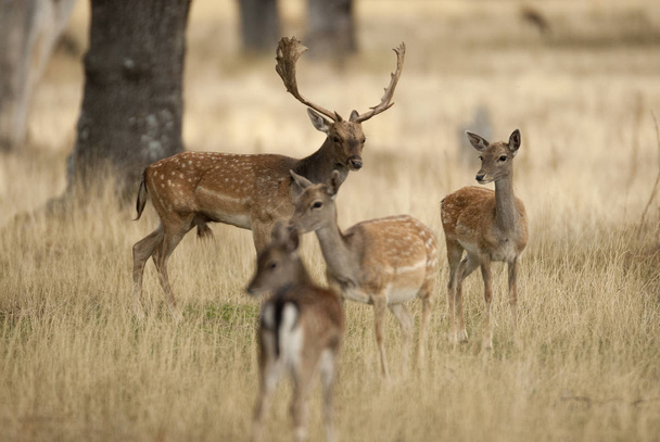 Fallow Deers, Dama dama, Espanha
 - Foto, Imagem