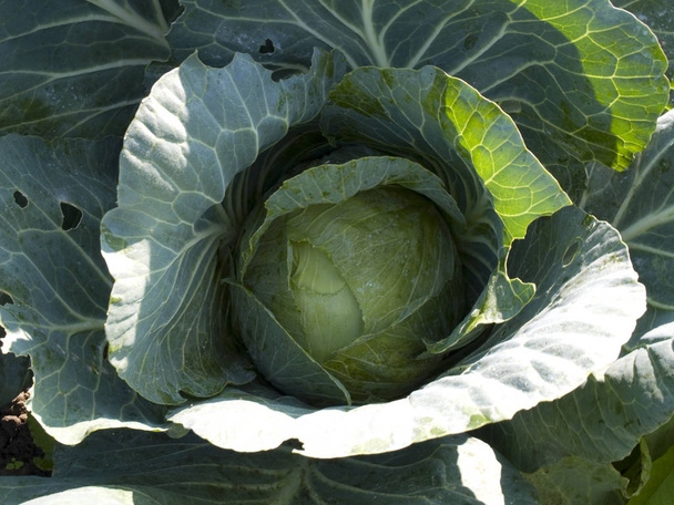Cabbage on a a vegetable patch - Photo, Image