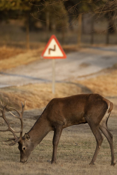 Red Deer, Cerfs, Cervus elaphus sur la route, feux de circulation
 - Photo, image