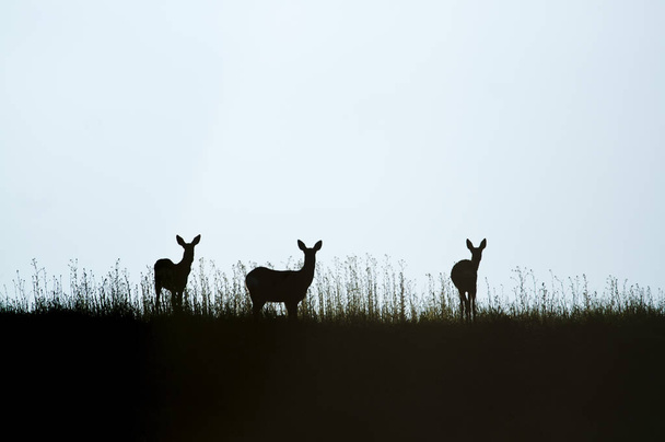 Roe Deer, Capreolus capreolus, Silhouette - Photo, Image