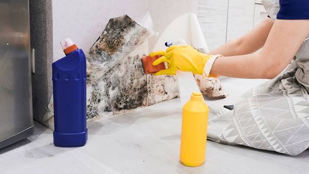 Οικονόμοι χέρι με γάντι καθαρισμού μούχλα από τοίχο με σφουγγάρι και μπουκάλι ψεκασμού - Φωτογραφία, εικόνα
