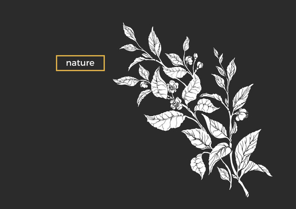 Vektor tropické šablona tea bush, větve, listy, květ. Organický nápoj, jídlo plantáž, sklizeň. Herb silueta, bio tvar Botanická ilustrace na černém pozadí květinové banner, summer bloom - Vektor, obrázek