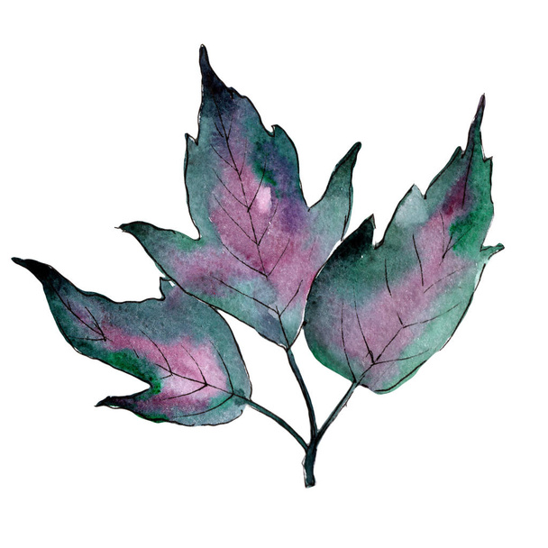 Maple colorful leaves. Leaf plant botanical garden floral foliage. Isolated illustration element. - Photo, Image