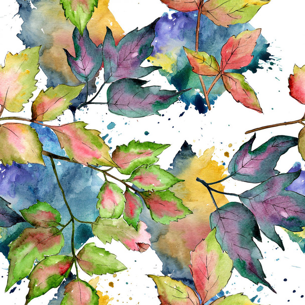 Πολύχρωμα φύλλα σφενδάμου. Φύλλο φυτού Βοτανικός Κήπος floral φύλλωμα. Απρόσκοπτη υπόβαθρο μοτίβο. - Φωτογραφία, εικόνα