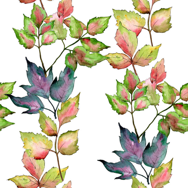 Πολύχρωμα φύλλα σφενδάμου. Φύλλο φυτού Βοτανικός Κήπος floral φύλλωμα. Απρόσκοπτη υπόβαθρο μοτίβο. - Φωτογραφία, εικόνα