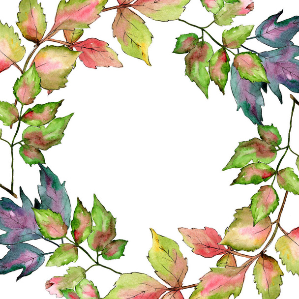 Kleurrijke bladeren van de esdoorn. Blad plant botanische tuin floral gebladerte. Frame grens ornament vierkant. - Foto, afbeelding