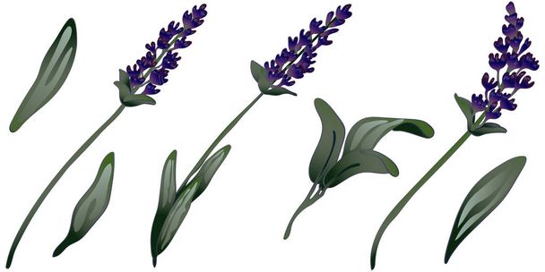 Lavender flower in a vector style isolated. - Vector, Image