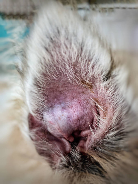 Закрыть ушную кожу собаки, Aural Hematoma заболевание, от сбора крови под кожей лоскута уха, опухшее ухо из в fection, показать текстуру распухшей кожи и текстуру болезни
 - Фото, изображение