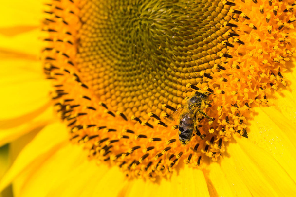 Mehiläinen istuu kirkkaalla auringonkukalla aurinkoisena kesäpäivänä. Hyönteisten elämä, luonnollinen tausta
 - Valokuva, kuva
