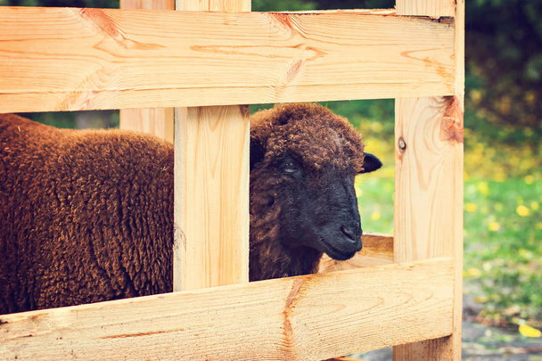 Moutons dans un enclos pour animaux. Éco-ferme
. - Photo, image