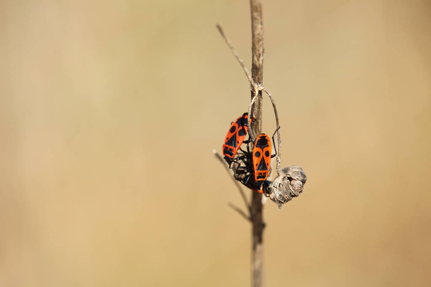 Due cimici su un ramoscello secco, Pyrrrhocoris apterus insetto
 - Foto, immagini