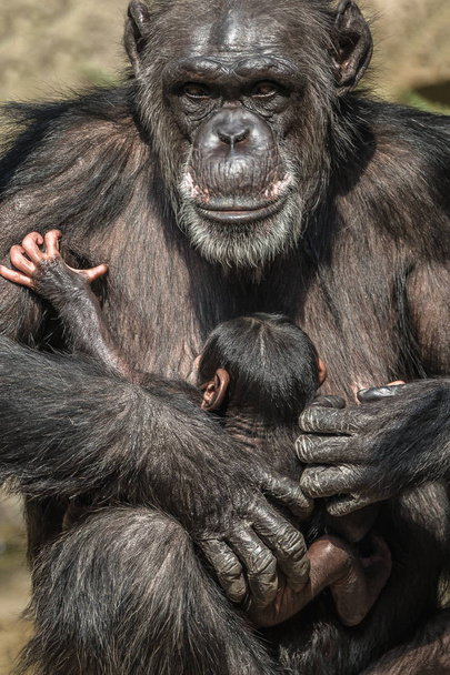 Portrait of mother Chimpanzee with her funny small baby, extreme closeup - Photo, Image