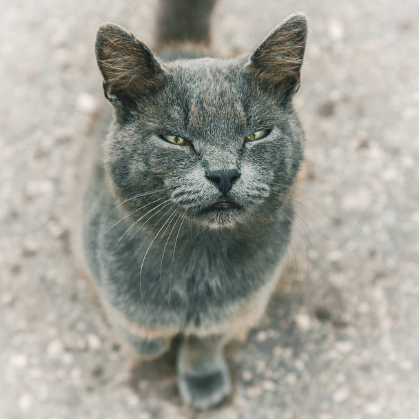 niedliche graue Katze, die in die Kamera schaut, selektiver Fokus in der Schnauze mit schmalen Augen - Foto, Bild