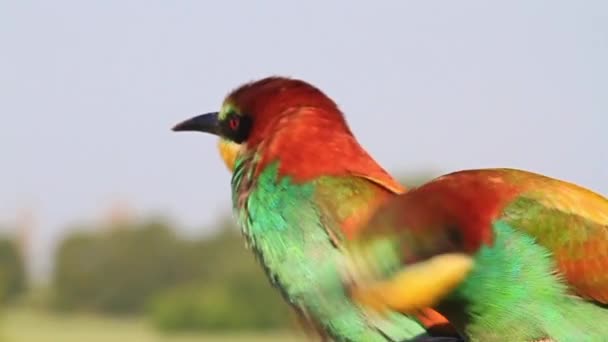 bee-eater eat bee slow motion - Footage, Video
