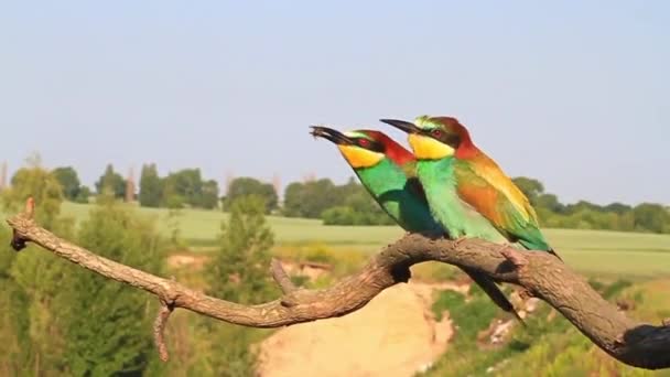 colored birds eating bees slow video - Footage, Video