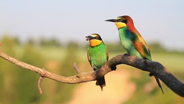 wild birds make a wedding ceremony, wildlife, animals and birds - Footage, Video