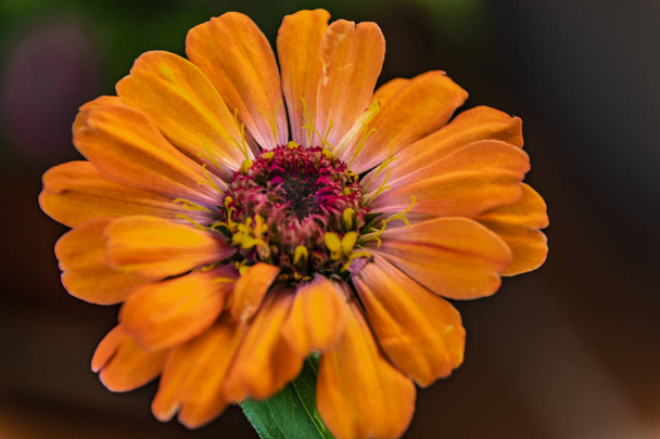 virág Close-u a narancssárga Daisy - Fotó, kép