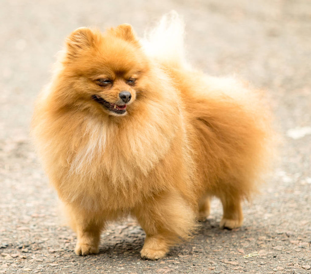 Söpö ja pörröinen Spitz koira kävelyllä
 - Valokuva, kuva