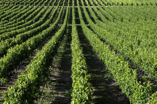 Şarap üretimi - Vines Fransa Dordogne bölgesinde bir bağ içinde satırları - Fotoğraf, Görsel