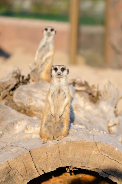 Meerkat on guard duty, watching for around on the bole. - Photo, Image