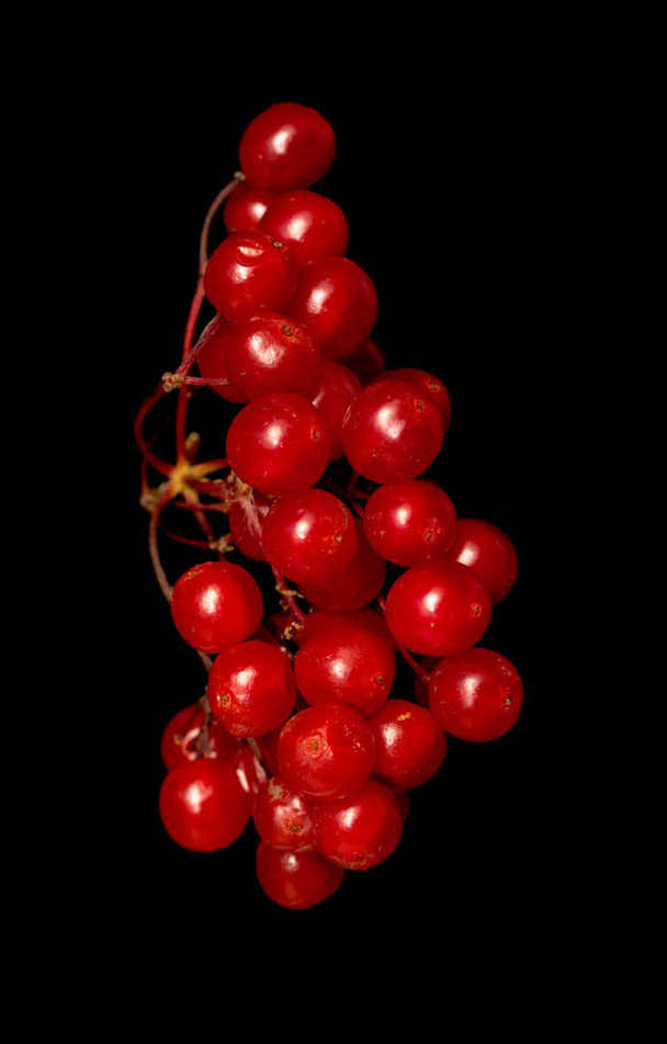 siyah bir arka plan üzerinde kırmızı meyveler kartopu - Fotoğraf, Görsel