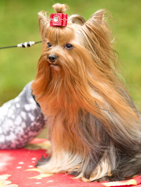 Γιορκσαιρ Τεριε σκύλος με το τόξο - Φωτογραφία, εικόνα