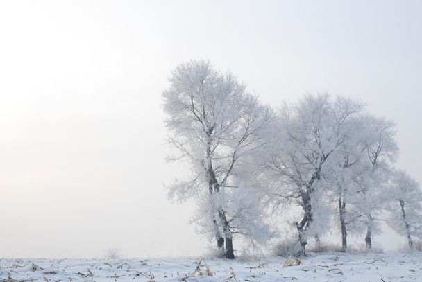 δέντρο το χειμώνα σε ένα νησί του Βορρά - Φωτογραφία, εικόνα