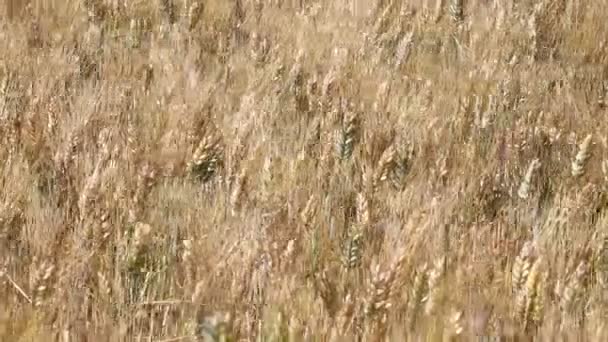 Dicht tot uitoefenen van rijpe volwassen tarwe volledige oren pieken schudden in de wind, lage hoekmening - Video