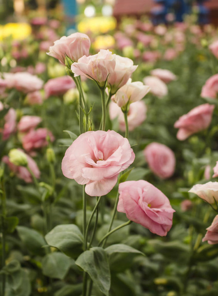 Fleurs de Lisianthus rose tendre en pleine floraison, également connu sous le nom de gentiane des prairies ou Eustoma
. - Photo, image