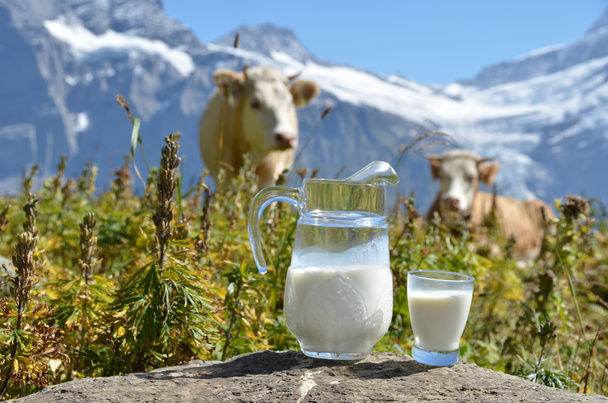 Jug of milk against herd of cows. Switzerland - Photo, Image