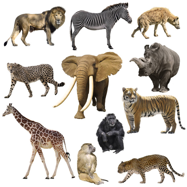 Africká zvířata nastaven izolovaných na bílém pozadí - Fotografie, Obrázek